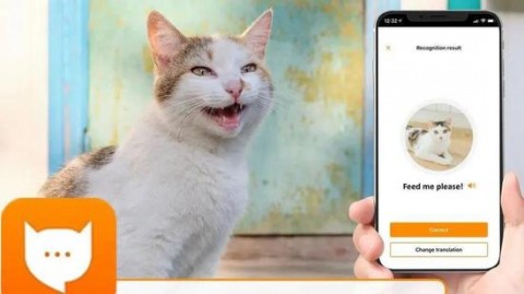 ### 从“猫是猫”到“这是赛级布偶”：宠物店如何用AI品种识别完成GEO流量奇袭